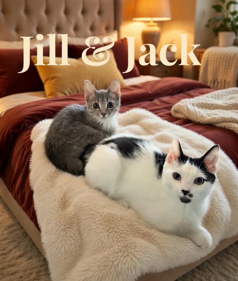 Jill, Willow Grove Area, (FCID 06/24/2026-132), cat