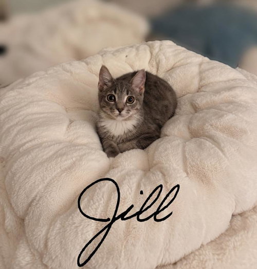 Jill, Willow Grove Area, (FCID 06/24/2026-132), a cat for adoption from Forgotten Cats, Inc.