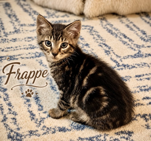 Frappe