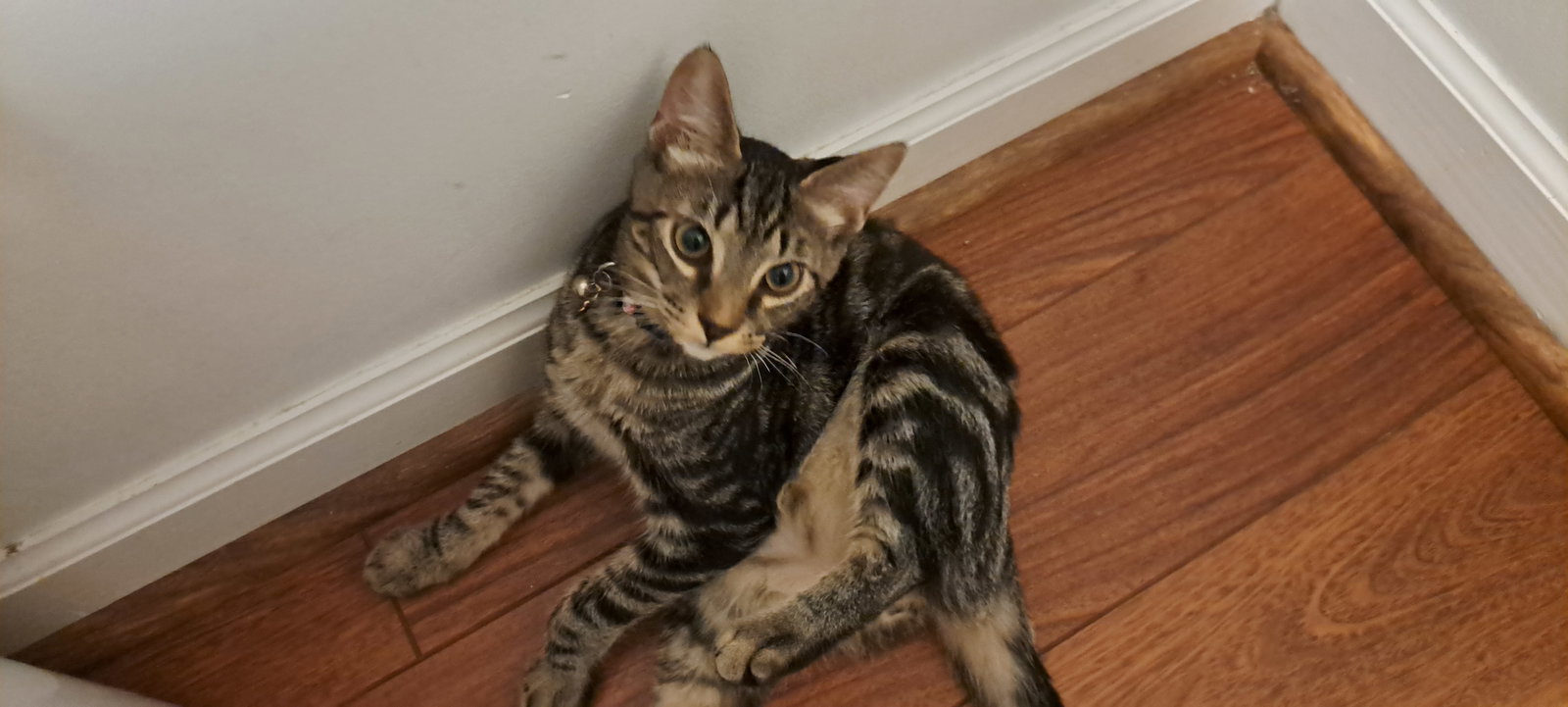Frappe, Willow Grove area (FCID 06/26/2026-109), photo 4