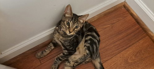 Photo 4 of Frappe, Willow Grove area (FCID 06/26/2026-109)