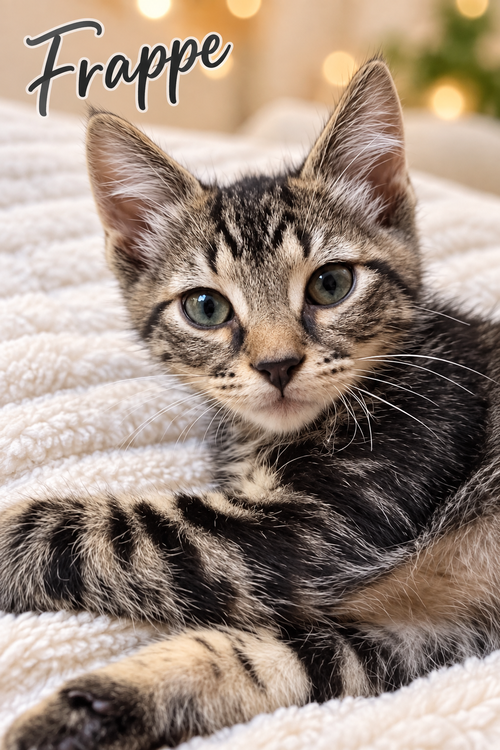 Frappe, Willow Grove area (FCID 06/26/2026-109), a cat for adoption from Forgotten Cats, Inc.