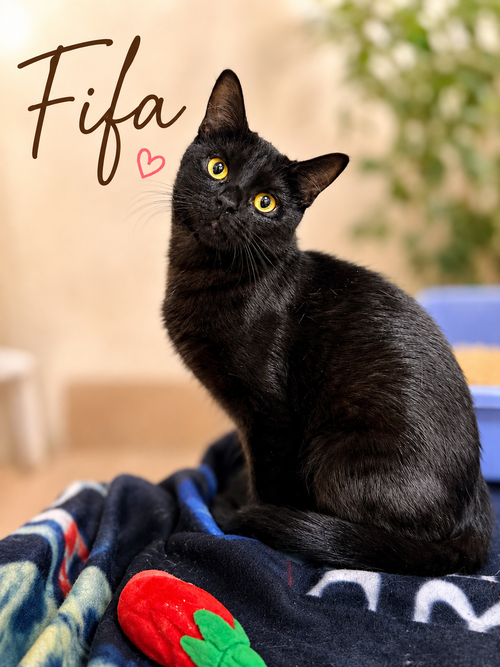 Fifa