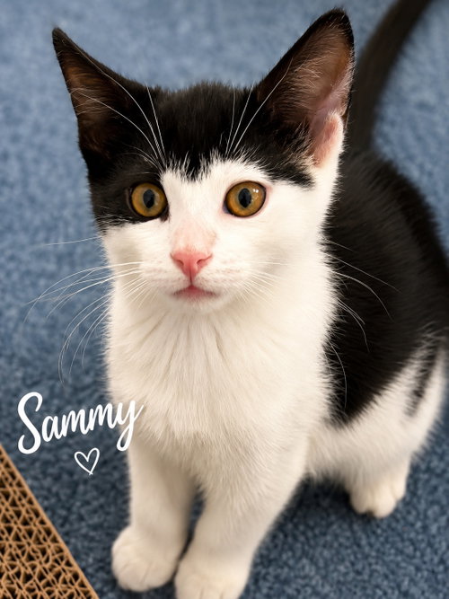 Sammy