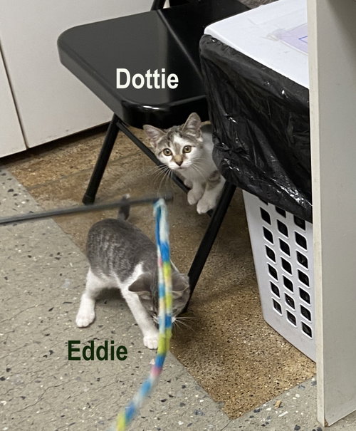 Eddie photo 4