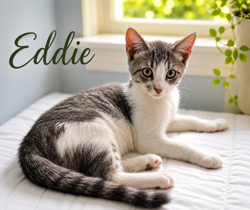 Eddie (FCID# 05/20/2026 - 14 West Chester PS), an adoptable Tabby in Greenville, DE