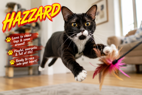 Hazzard