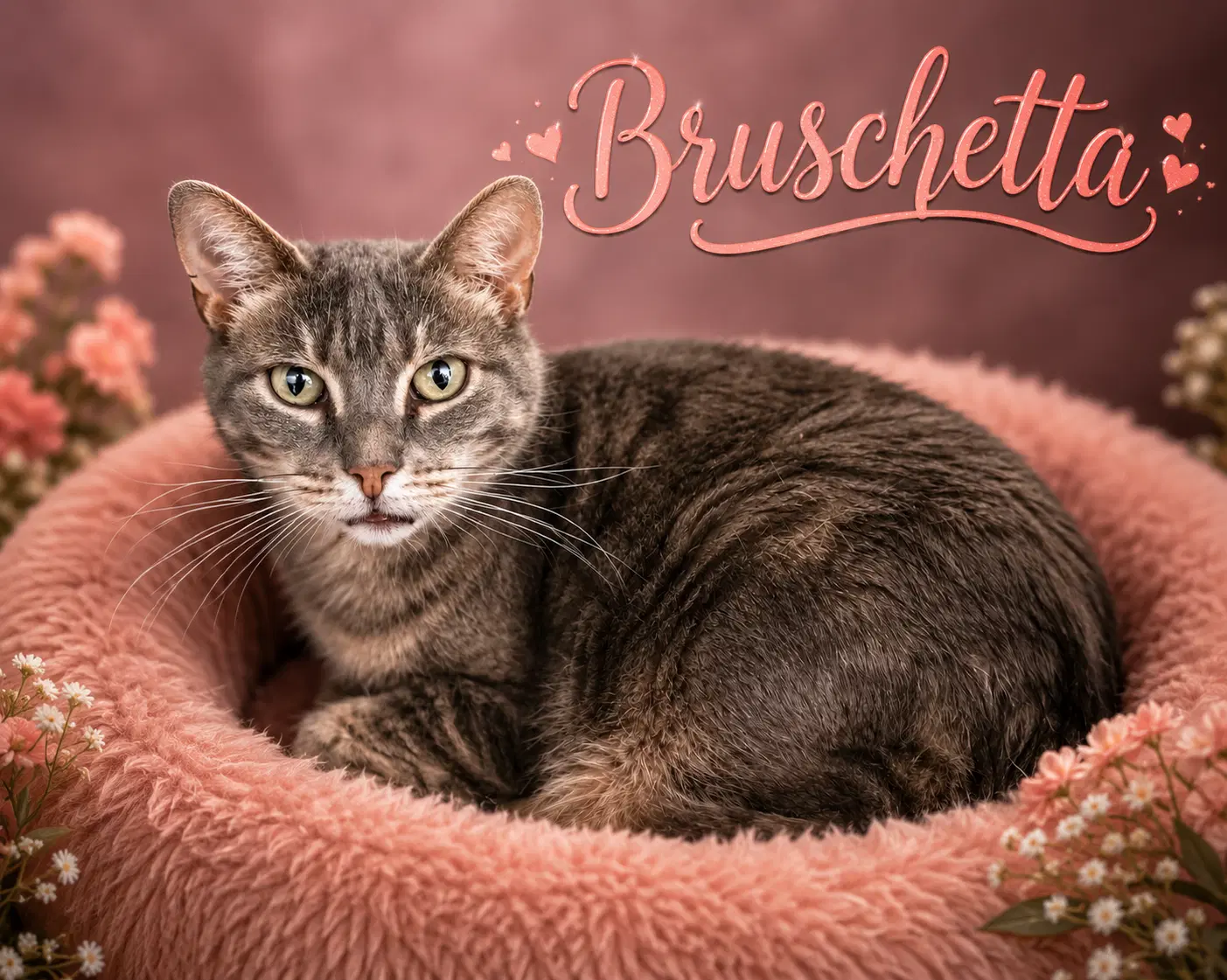 Bruschetta Fcid  -  Trainer image 4