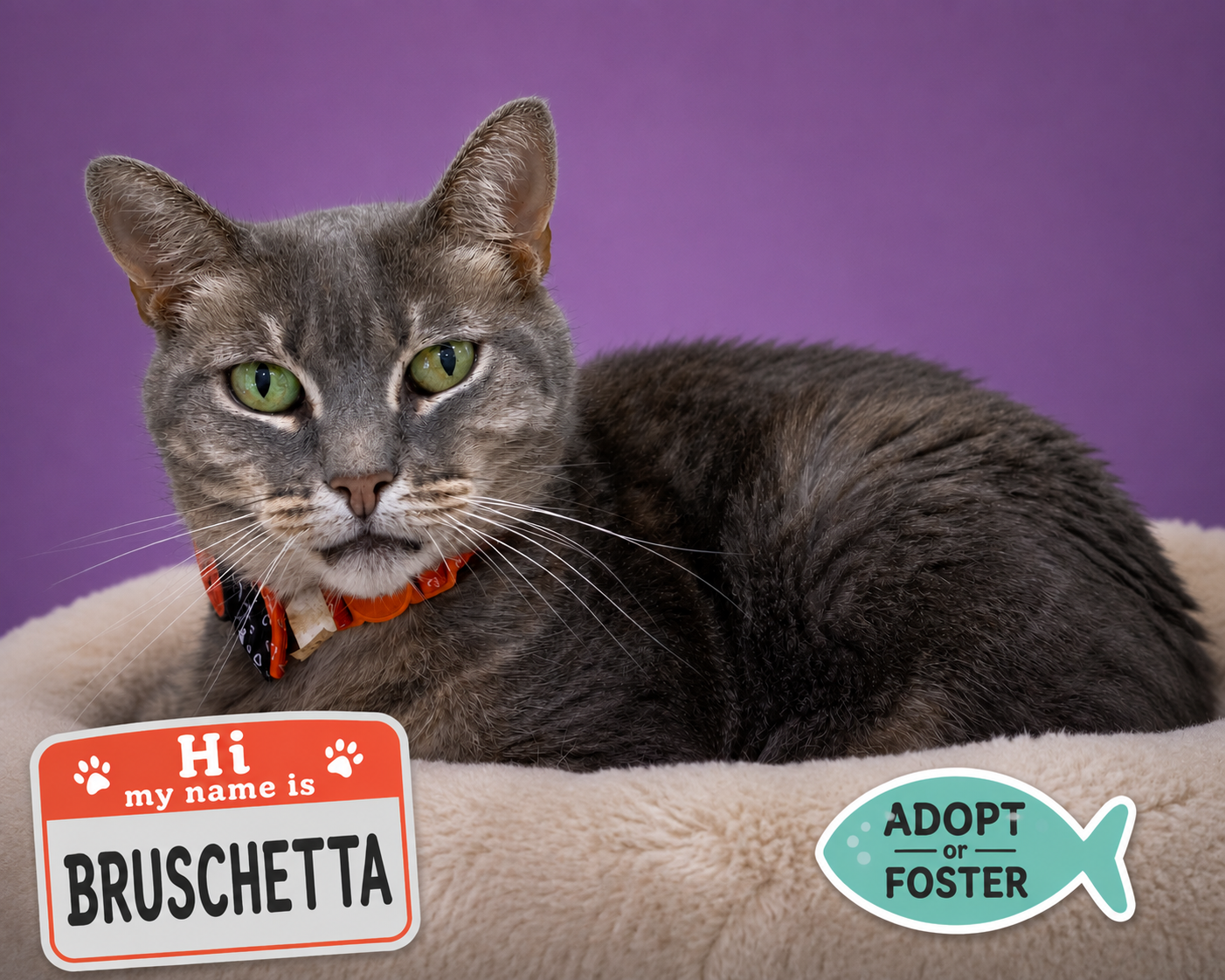 Bruschetta (FCID# 06/17/2026 - 48 Trainer), cat