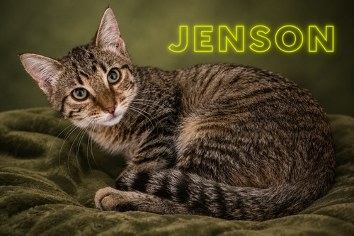 Jenson: FCID 6/16/26-506 Trainer