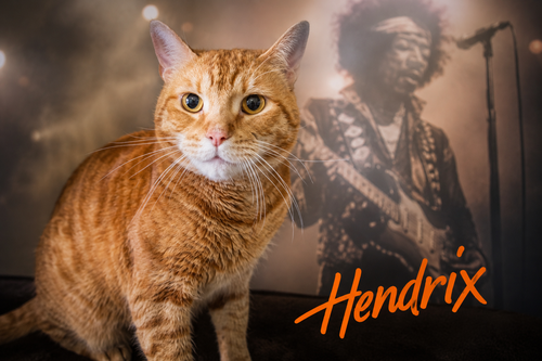 Hendrix