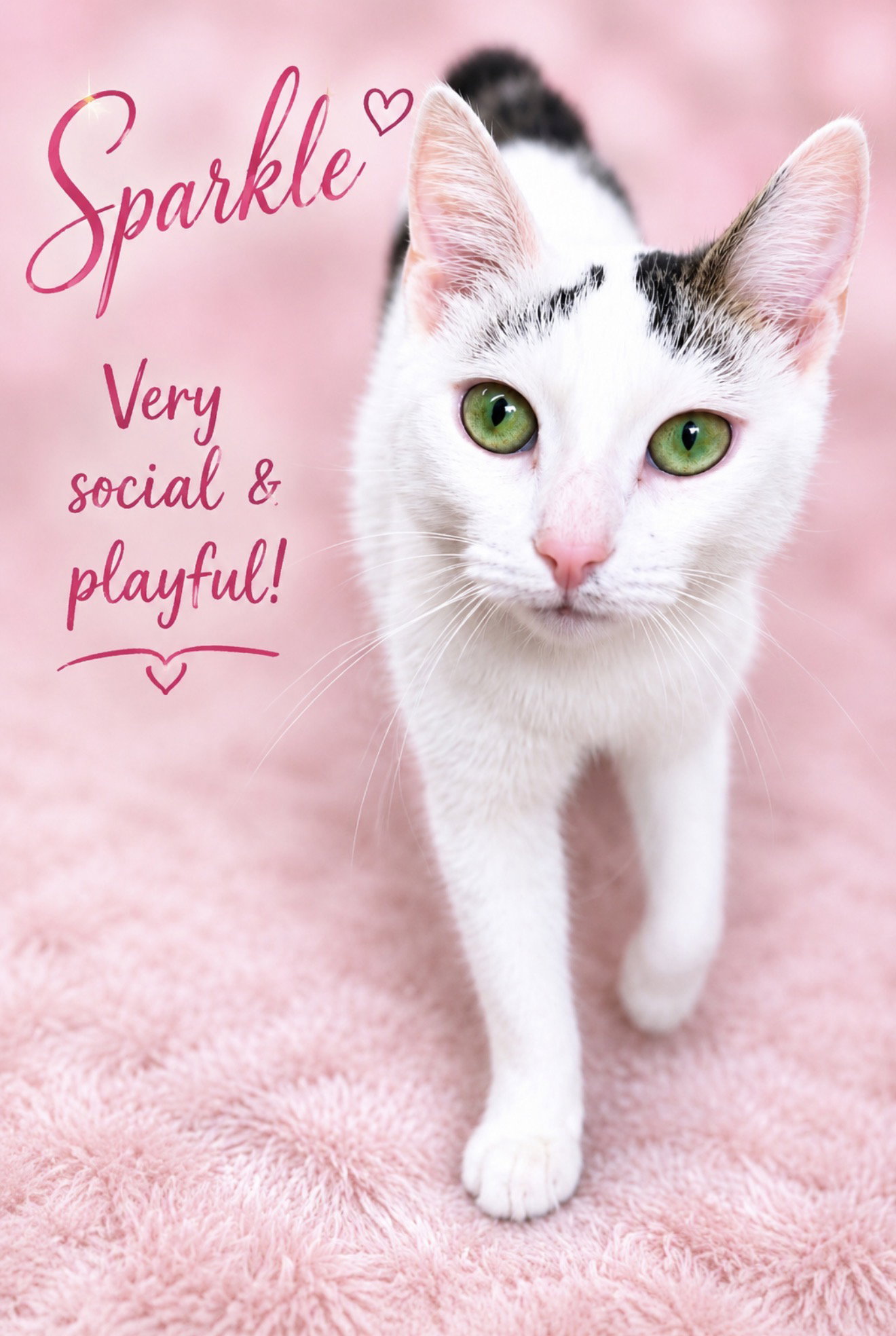 Sparkle (FCID# 05/05/2026-107) Willow Grove, cat