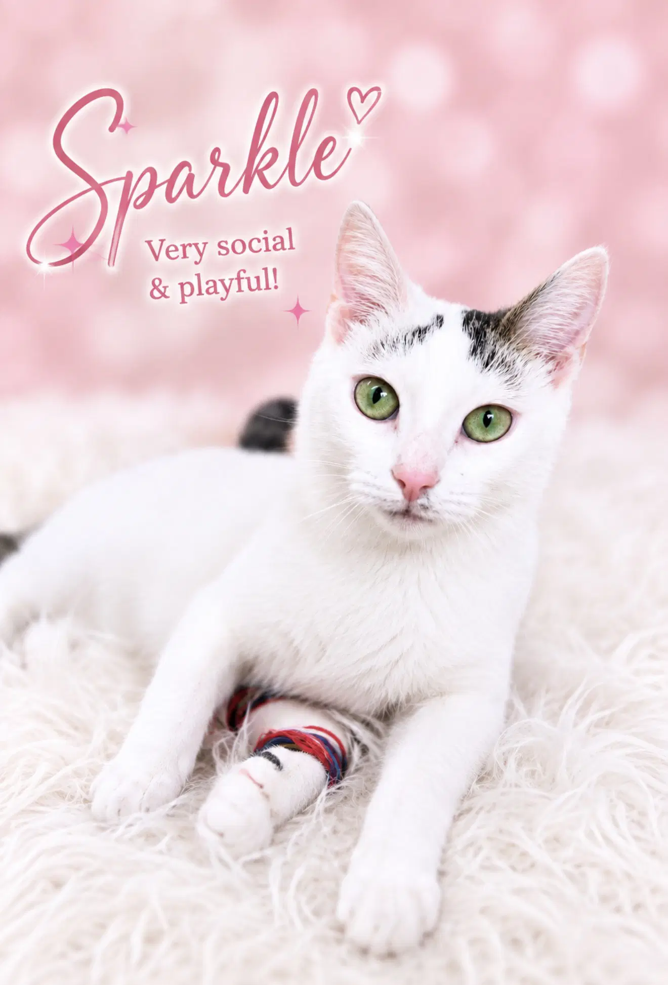 Sparkle Fcid - Willow Grove image 3