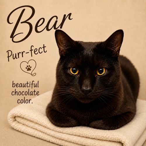 Bear