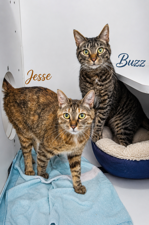 Buzz & Jesse: Bonded