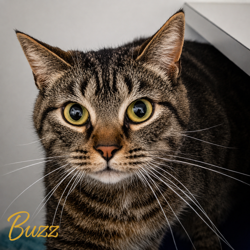 Buzz & Jesse: Bonded photo 3