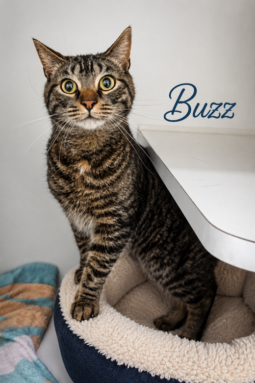 Buzz & Jesse: Bonded photo 4