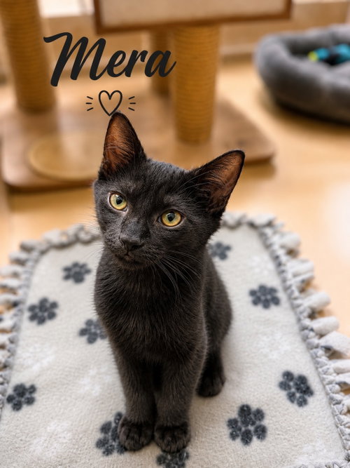 Mera, Jenkintown PS, (FCID 06/17/2026-155), an adoptable Domestic Short Hair in Greenville, DE