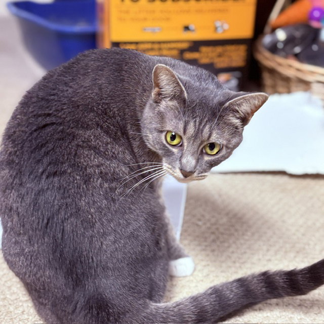 Blueberry, Willow Grove Area, (FCID 05/19/2026-69), photo 3