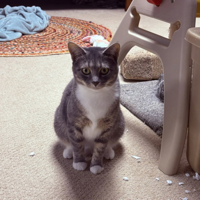 Blueberry, Willow Grove Area, (FCID 05/19/2026-69)
