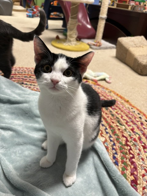 Cherry, Jenkintown PetSmart (FCID 07/01/26-154)