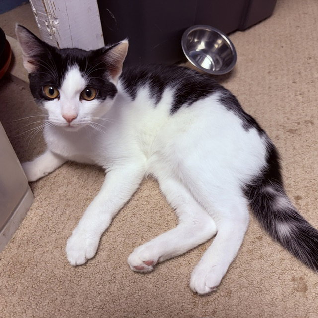 Cherry, Jenkintown PetSmart (FCID 07/01/26-154), photo 2