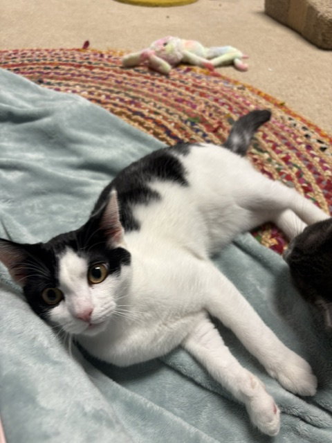 Cherry, Jenkintown PetSmart (FCID 07/01/26-154), photo 3