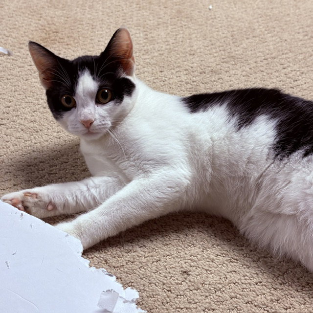 Cherry, Jenkintown PetSmart (FCID 07/01/26-154), photo 4