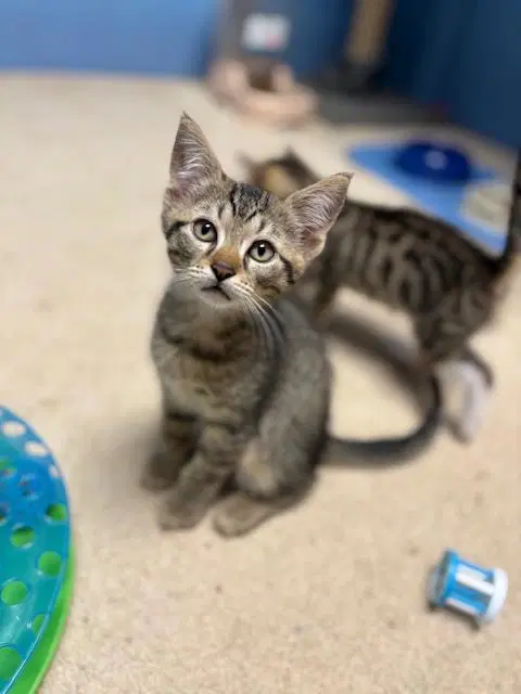 Plum Willow Grove Area Fcid - - Domestic Short Hair