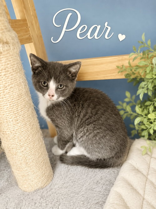 Pear