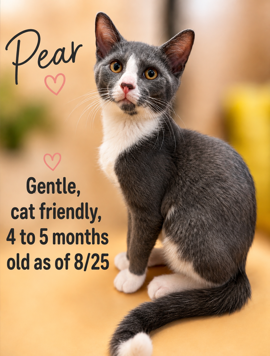 Pear, Jenkintown PS, (FCID 07/01/2026-150), cat