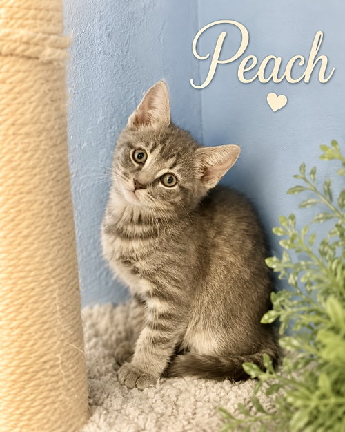 Peach