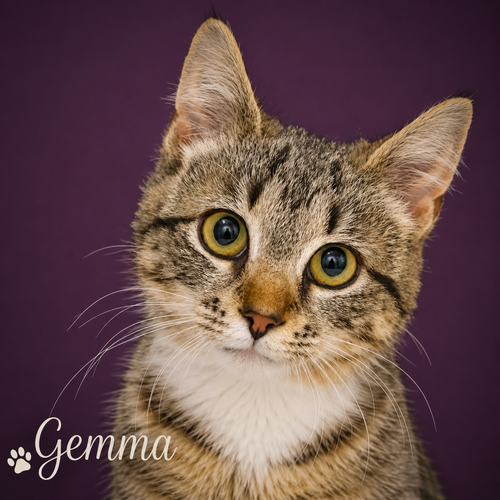 Gemma (FCID# 06/04/2026 - 4 Brandywine PS), an adoptable Tabby in Greenville, DE