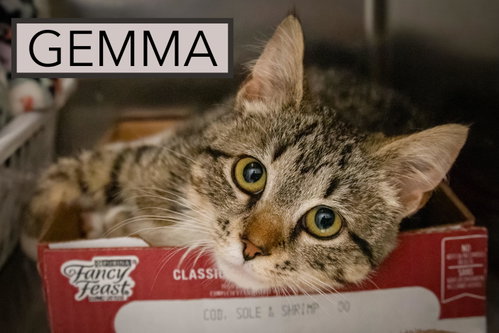 Gemma photo 2