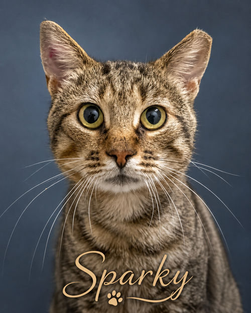 Sparky photo 4