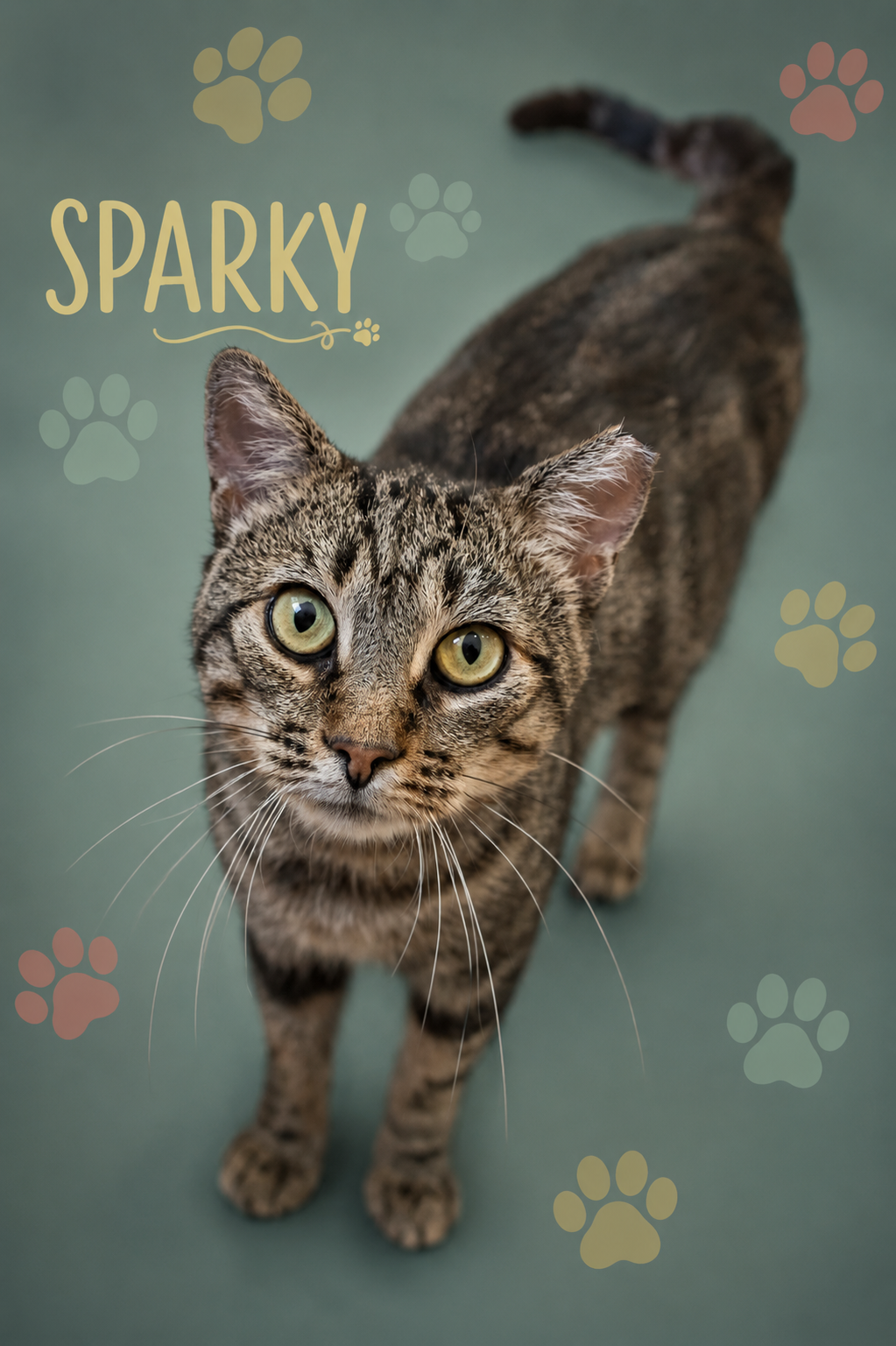 Sparky (FCID# 06/08/2026 - 77 Brandywine PS), photo 8