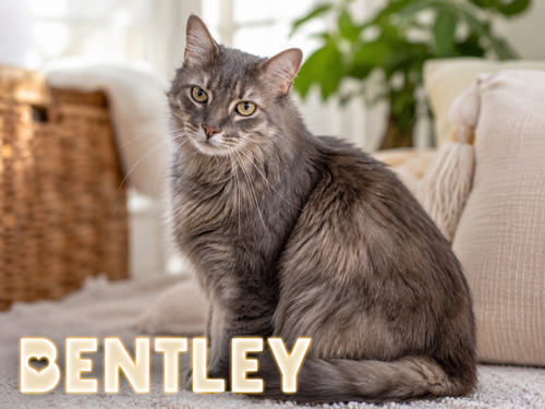 Bentley: Dlh