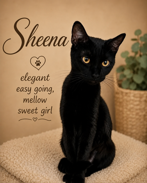 Sheena
