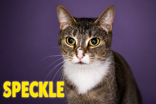 Speckle photo 2