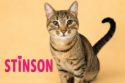 Stinson