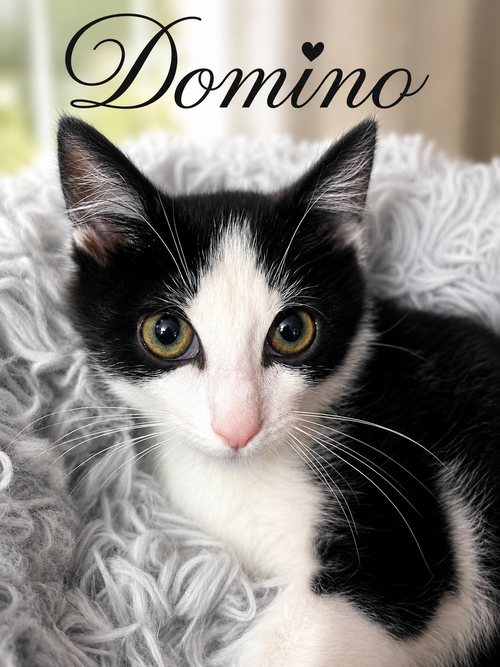 Domino