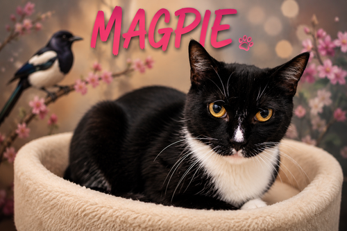 Magpie
