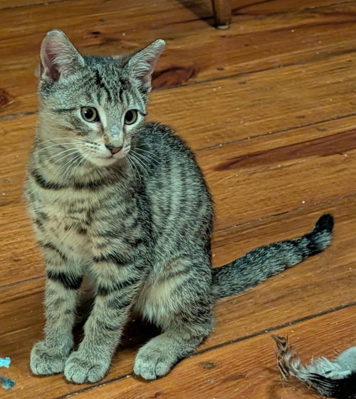 Figaro/Figero