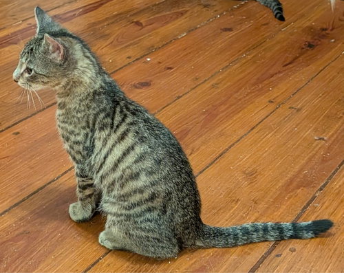 Figaro/Figero photo 3