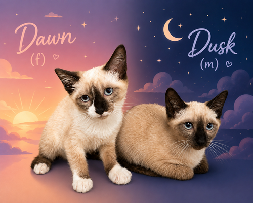 Dusk
