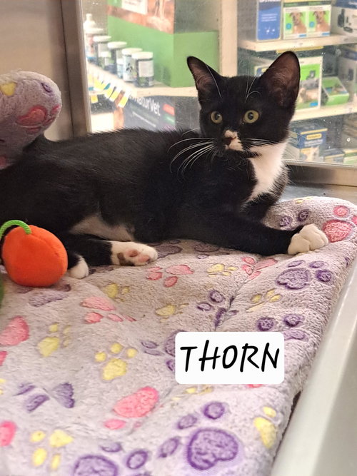 Thorn