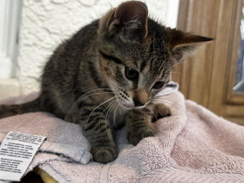 Marmalade photo 2