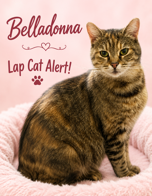 Belladonna (FCID# 04/27/2026 - 43), a cat for adoption from Forgotten Cats, Inc.