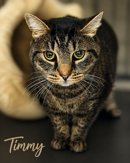 Timmy