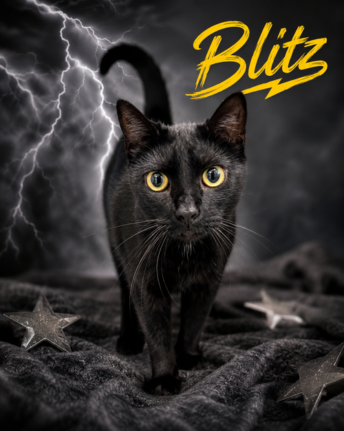 Blitz